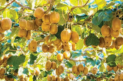 kranti farms kiwi Seed(30 per packet)