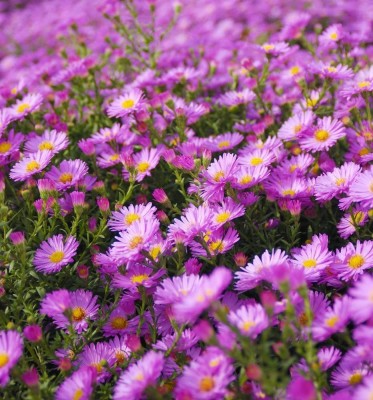 CYBEXIS Daisy, New England Aster Seeds - Aster novae-angliae Seed(50 per packet)