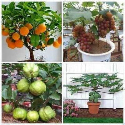 Crapulous Indoor Dwarf Fruit Seed Combo Orange Guava Grapes and Papaya 4 Varieties Seed(1 per packet)
