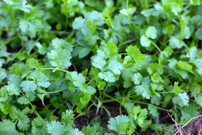 the green dotcom Coriander Seeds For Planting Seed(1200 per packet)
