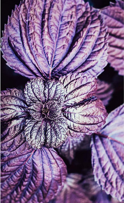 WILLVINE NDIR-87 Purple Opal Basil Seeds Seed(2000 per packet)