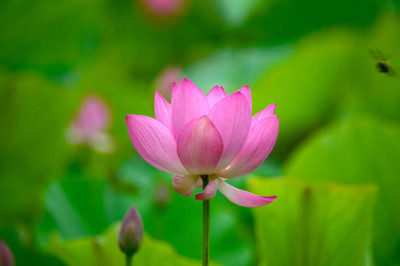 BMSSSLS lotus,kamal gatta Seed(11 per packet)