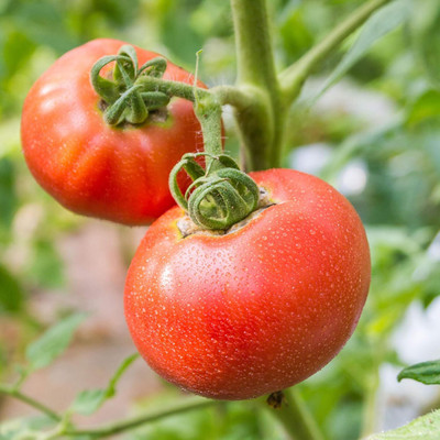 Qualtivate GBPT-7A Tomato - Ponderosa Red Seed(300 per packet)