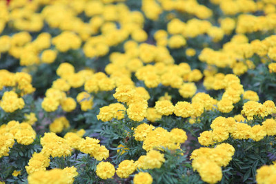 RRNURSERY marigold,gende ka phool seeds Seed(22 per packet)