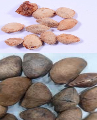 VINAYAK TRADERS Bilva Patra & Kaner Flower Plant Seeds 90 pcs each Seed(90 per packet)