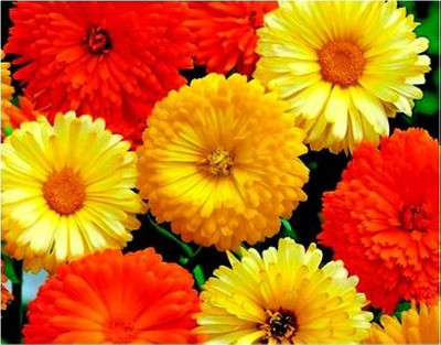 BDSresolve Calendula flower seeds/Calendula seed 11 Seed(11 per packet)
