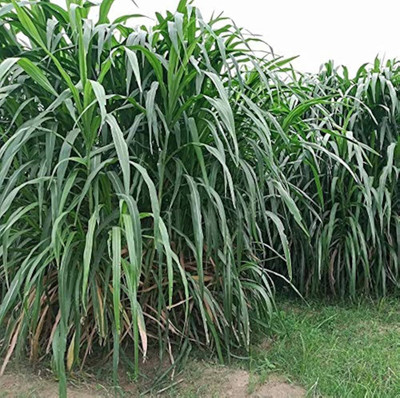 BJUBASPLANT napier grass for plantingpack of 74 Seed(74 per packet)