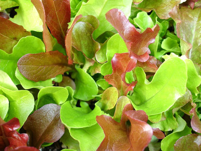CYBEXIS VXI-53 - Mesclun Lettuce - Salad Mix - (150 Seeds) Seed(150 per packet)
