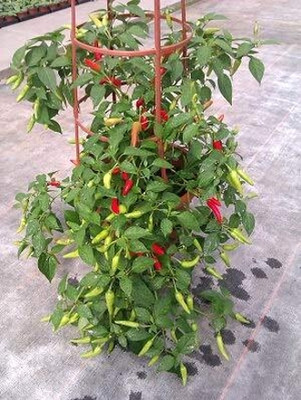 KNESSiN Dragon Cayenne Hot Pepper Chilli [400 Seeds] Seed(400 per packet)
