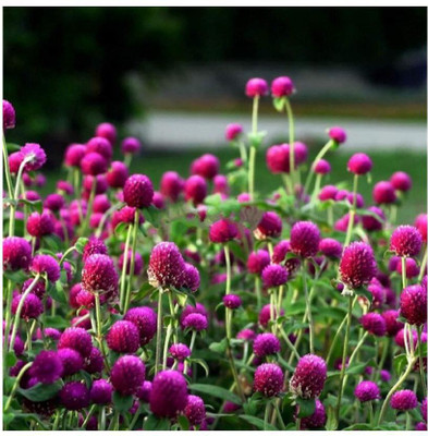 STARKC Globe amaranth, (Gomphrena globosa) Seed(80 per packet)