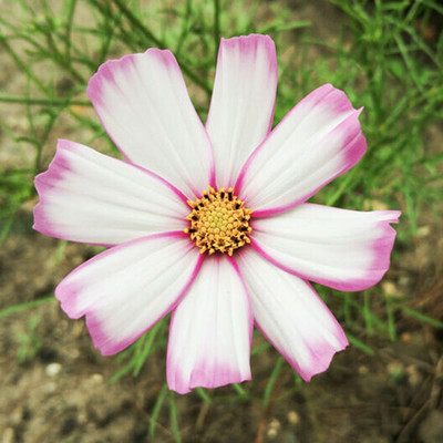 ZIXA Cosmos Seeds - Candystripe Seed(10 per packet)