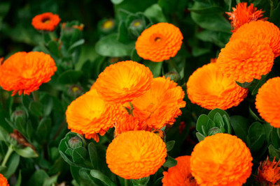 ASTRO HUB marigold/gende ka phool flower seeds Seed(50 per packet)