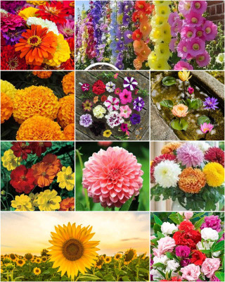 SEMINA VITA ™ 10 variety combo flower seeds Seed(165 per packet)