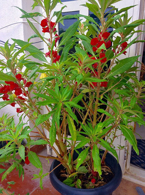 KANAYA Cockscomb Hybrid Flower Seed(20 per packet)