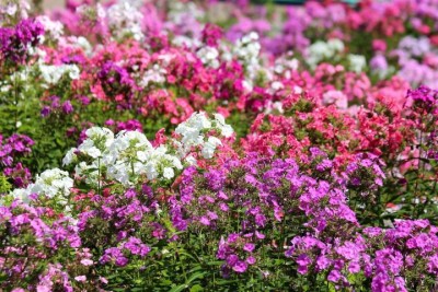 LiveNature Phlox Alaska Mixed Winter Flower Seeds For Home Garden & Terrace-50 Seed(1 per packet)