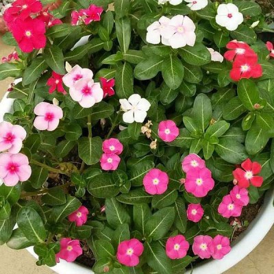 zabbus Vinca Seed Double Petal Flower Seeds for Home Garden Seed(50 per packet)