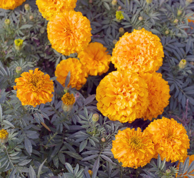ABEFARIYA marigold/gende ka phool flower seeds Seed(25 per packet)