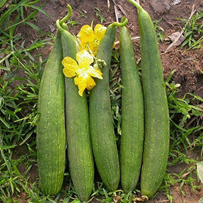 KNESSiN Sponge Gourd Jaipur Long Vegetable Seeds for Garden (500 Seeds) Seed(500 per packet)