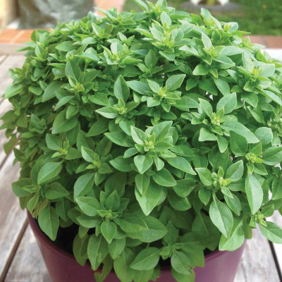 VibeX ® LXI-41 Greek Columnar Basil Seeds Seed(1000 per packet)
