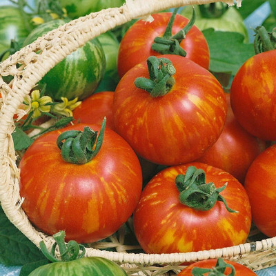 KNESSiN MAX-70 Tomato Tigerella Seed(200 per packet)