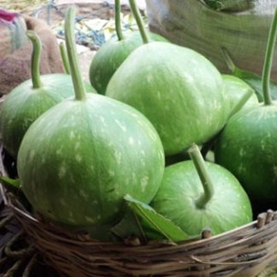 Seedsqlty Round bottle gourd seeds hybrid f1 Seed(14 per packet)