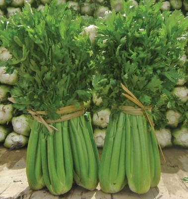 ENTENT Tango Celery Seeds ORGANIC NON GMO Seed(80 per packet)