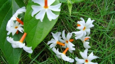 Manomay Jasmine Parijat Harshringar Parijatak Flower 130 Seeds F45 Seed(130 per packet)