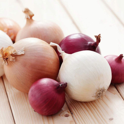 CYBEXIS PUAS-9 - Onion Rainbow Mix - (4500 Seeds) Seed(4500 per packet)