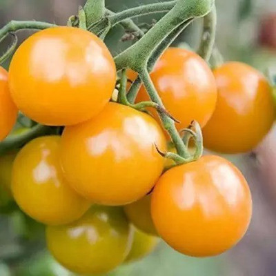 Aro Tomato, Tomato yellow cherry Seed(40 per packet)