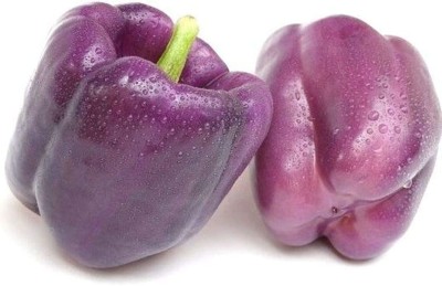 VibeX ® VMR-635 Purple CAPSICUM SIMLA MIRCHI SEEDS Seed(200 per packet)