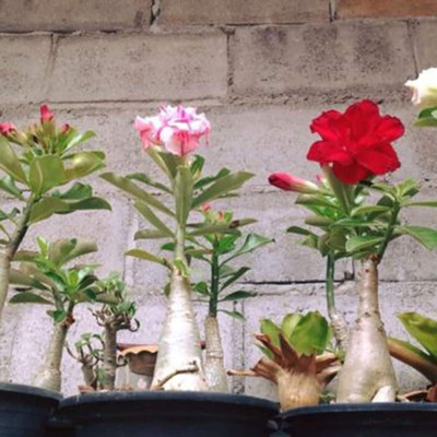 Qualtivate PUAS-149 Adenium Obesum Desert Rose Seeds Seed(30 per packet)