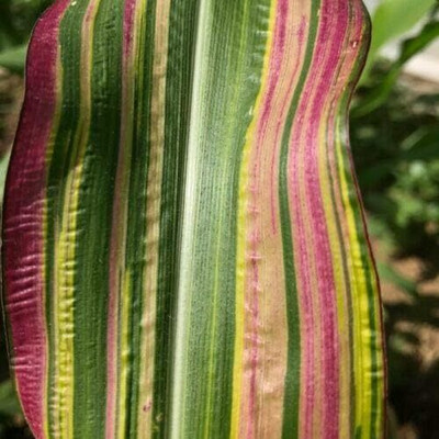 Qualtivate ICRA-4A Dwarf Rainbow Corn Seeds Seed(400 per packet)