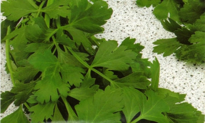 Qualtivate HYB-8A Single Italian Parsley Seeds Seed(200 per packet)