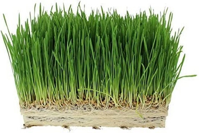 Qualtivate NBIR-158 Hard Red Winter Wheat Seed(2000 per packet)