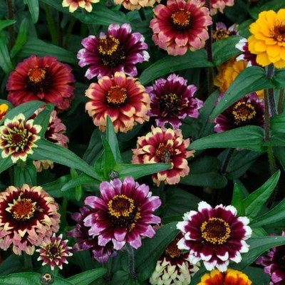 Avysa Bur­gundy Bi­colour Zinnia Mix Seed(30 per packet)
