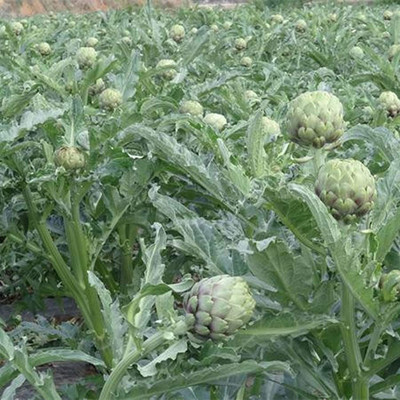 CYBEXIS Globe Large Healthy Tasty Artichoke Seeds for Horticulture100 Seeds Seed(100 per packet)