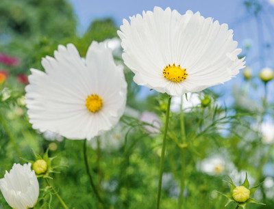 ZIXA Cosmos bipinnatus ‘Cupcakes White’ Seed(40 per packet)