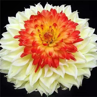 CYBEXIS HUA-82 - Unique Blue Fireball Dahlia Mixed Color - (540 Seeds) Seed(540 per packet)