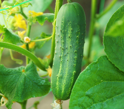 WHYGI Heirloom Jointed Gourd-Hairy Melon Seeds(Mokwa Long)-CuC_1868 Seed(1000 per packet)
