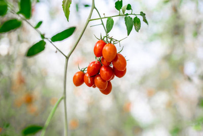 PLANTBEES tomato Seed(70 per packet)