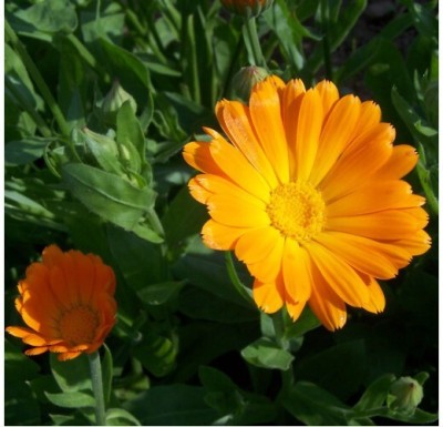 Quentova Organic Calendula Flower (Pot Marigold)-TKK-9G Seed(50 per packet)