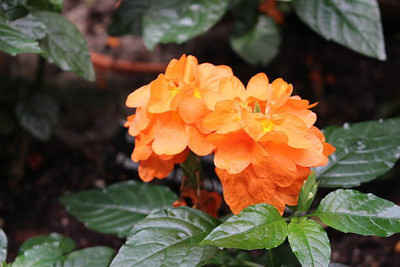 paudhawala kanakambaram-firecracker-crossandra Seed(37 per packet)