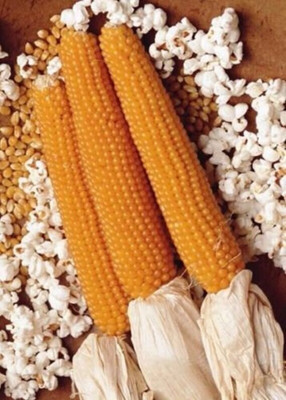 JAYANTAHALDER Popcorn/Vutta Seed(75 per packet)