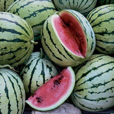 KNESSiN Chris Cross Watermelon Non-GMO Heirloom-{200 Seeds} Seed(200 per packet)