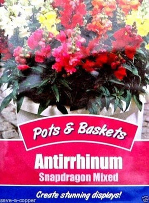 CRGO ANTIRRHINUM Seed(100 per packet)