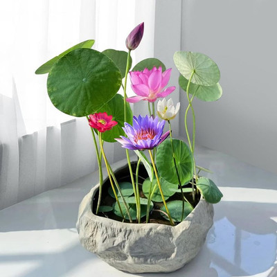 SEEDARIA ™ lotus seeds for home Seed(20 per packet)
