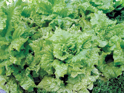 VibeX GBPUT-44 - Black ed Simpson Lettuce - (150 Seeds) Seed(150 per packet)