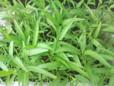 wequality Kalmi shag/Water spinach Seed(200 per packet)