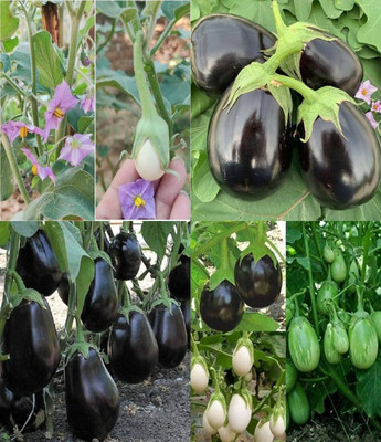 ibains Eggplant seeds eggplant beez 29 Seed(59 per packet)