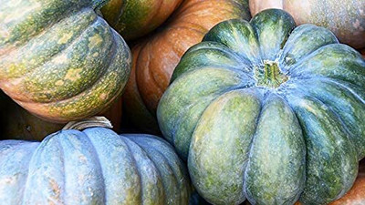 Aywal Pumpkin F1 Hybrid Bheema Seed(110 per packet)